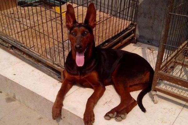 纯血苏联红犬的外观，四肢下端、尾腹侧等部位是紫红色