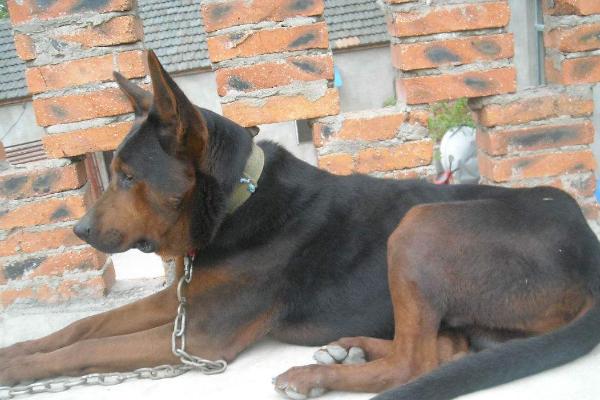 纯血苏联红犬的外观，四肢下端、尾腹侧等部位是紫红色