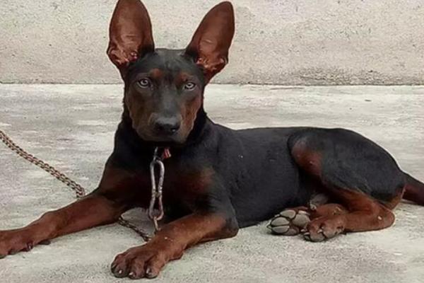 纯血苏联红犬的外观，四肢下端、尾腹侧等部位是紫红色