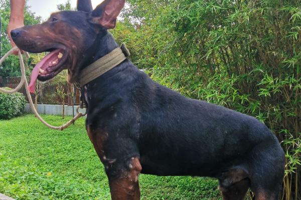 纯血苏联红犬的外观，四肢下端、尾腹侧等部位是紫红色