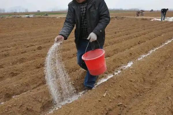大蒜施用生物有机肥的好处，可提供充足而优质的营养