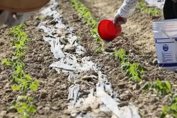 大蒜施用生物有机肥的好处，可提供充足而优质的营养