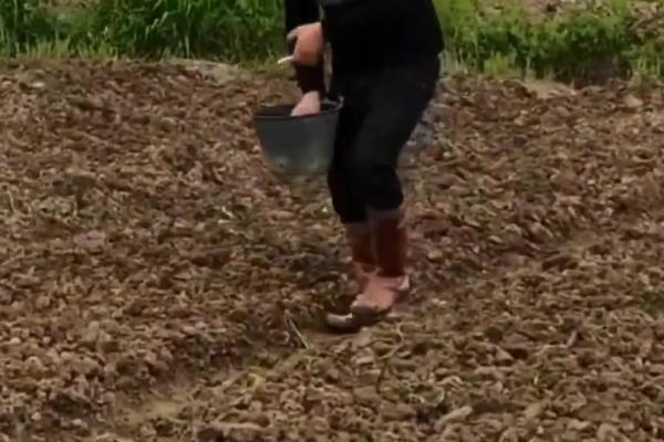 大蒜施用生物有机肥的好处，可提供充足而优质的营养