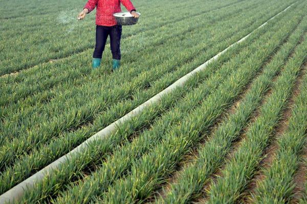 大蒜施用生物有机肥的好处，可提供充足而优质的营养