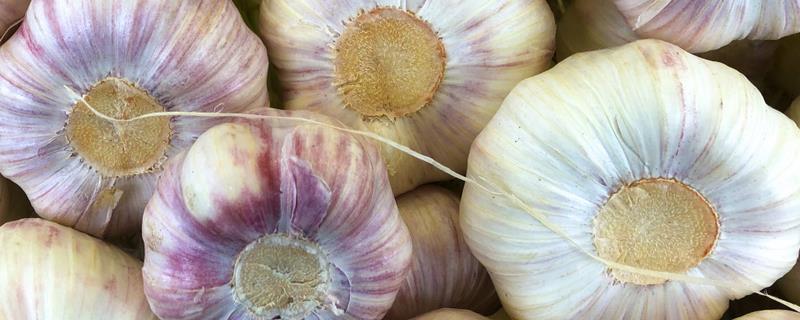 大蒜施用生物有机肥的好处，可提供充足而优质的营养