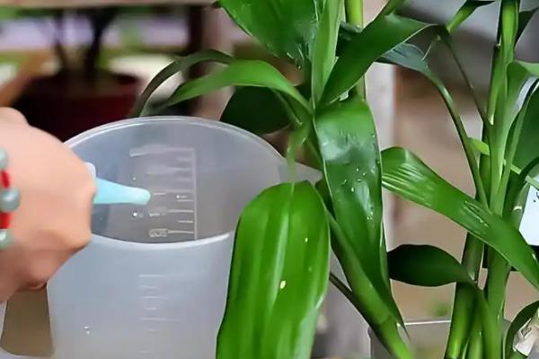 富贵竹如何水培，每周添加一次颗粒肥或缓释肥