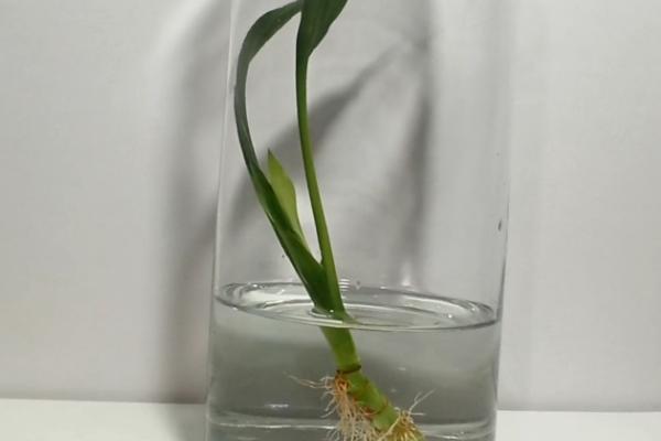 富贵竹如何水培，每周添加一次颗粒肥或缓释肥