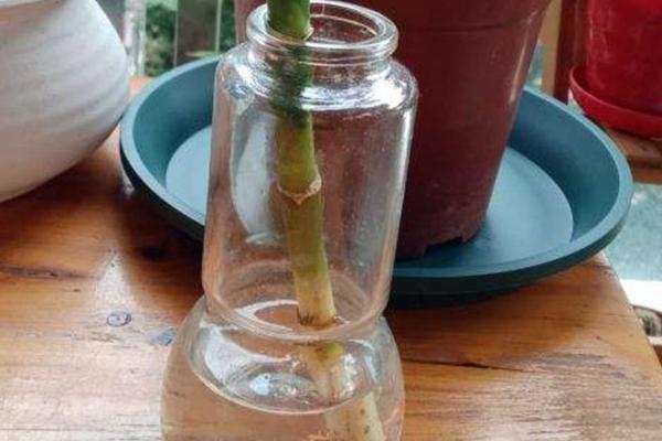 富贵竹如何水培，每周添加一次颗粒肥或缓释肥