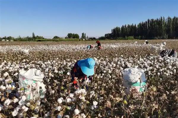新疆为什么能大规模种植棉花，具有土壤肥沃、光热资源丰富等优势