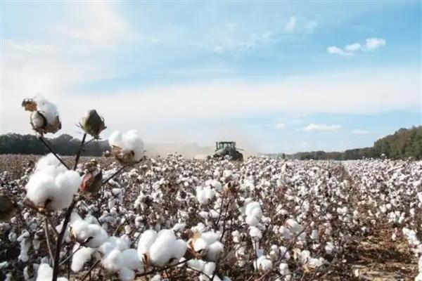 新疆为什么能大规模种植棉花，具有土壤肥沃、光热资源丰富等优势