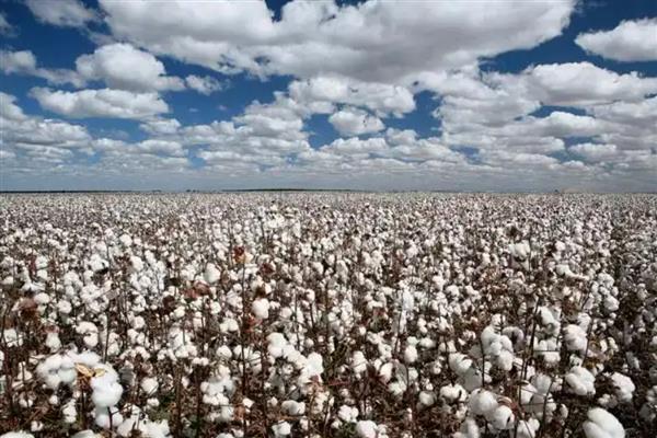 新疆为什么能大规模种植棉花，具有土壤肥沃、光热资源丰富等优势