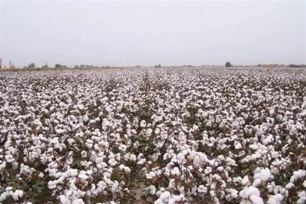新疆为什么能大规模种植棉花，具有土壤肥沃、光热资源丰富等优势