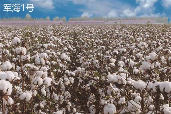 新疆为什么能大规模种植棉花，具有土壤肥沃、光热资源丰富等优势