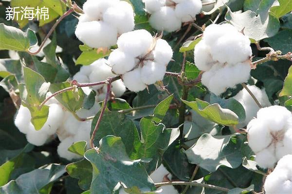 新疆为什么能大规模种植棉花，具有土壤肥沃、光热资源丰富等优势