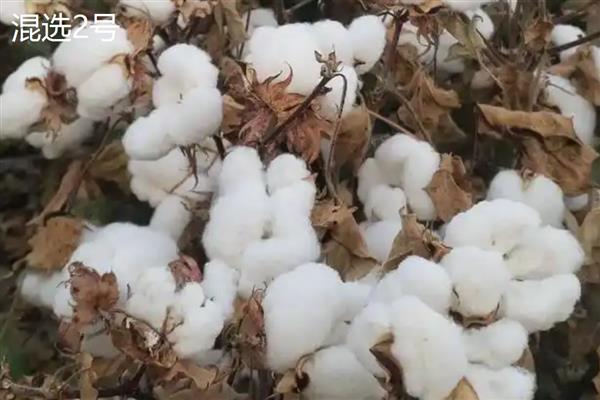 新疆为什么能大规模种植棉花，具有土壤肥沃、光热资源丰富等优势