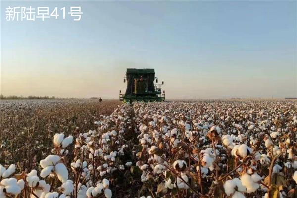 新疆为什么能大规模种植棉花，具有土壤肥沃、光热资源丰富等优势