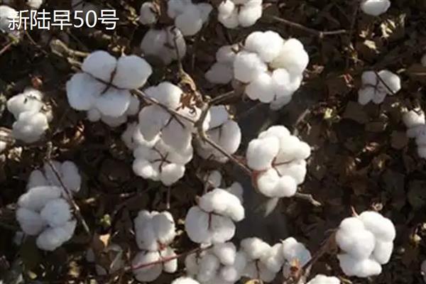 新疆为什么能大规模种植棉花，具有土壤肥沃、光热资源丰富等优势