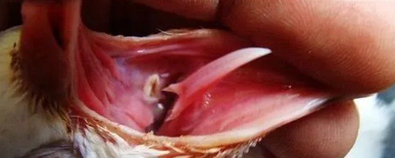 鸽子毛滴虫如何治疗，饲喂甲硝哒唑水溶液具有疗效