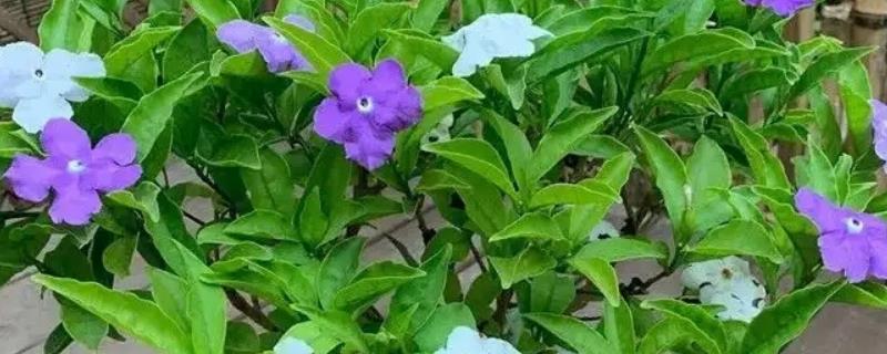 双色茉莉不开花如何解决，缺少光照时要放在通风向阳处养护