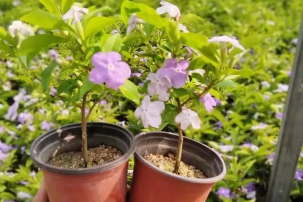 双色茉莉不开花如何解决，缺少光照时要放在通风向阳处养护