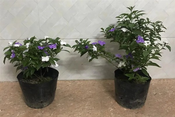 双色茉莉不开花如何解决，缺少光照时要放在通风向阳处养护