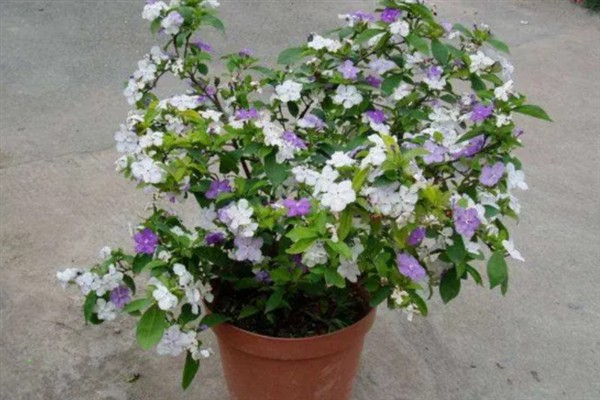 双色茉莉不开花如何解决，缺少光照时要放在通风向阳处养护