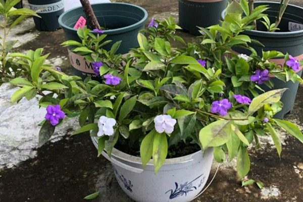 双色茉莉不开花如何解决，缺少光照时要放在通风向阳处养护