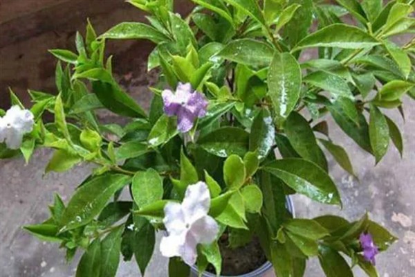 双色茉莉不开花如何解决，缺少光照时要放在通风向阳处养护