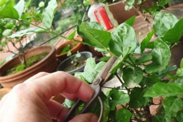 双色茉莉不开花如何解决，缺少光照时要放在通风向阳处养护