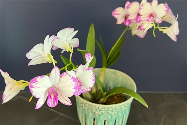 泼墨石斛兰的养殖方法,适宜生长在温暖的环境中