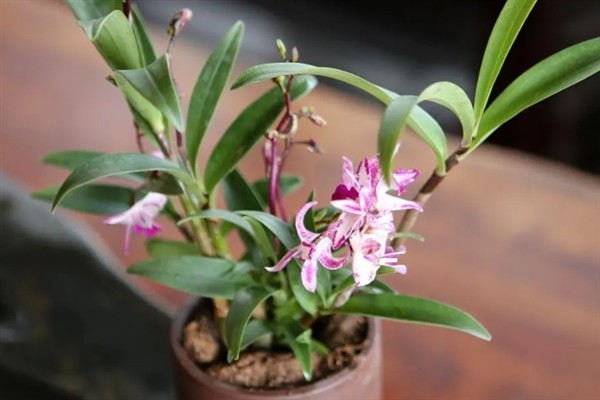 泼墨石斛兰的养殖方法,适宜生长在温暖的环境中