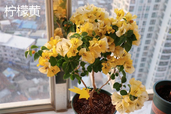 耐寒的三角梅品种，有单瓣紫色小花、重瓣红等