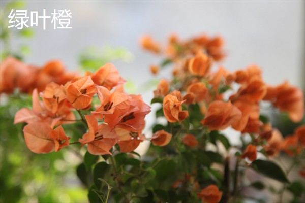 耐寒的三角梅品种，有单瓣紫色小花、重瓣红等