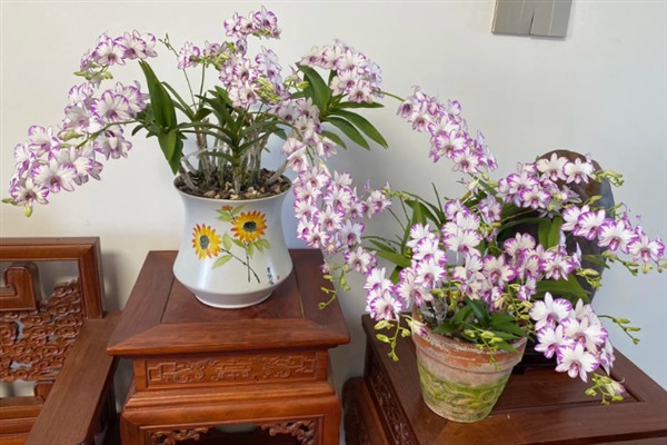 泼墨石斛兰的养殖方法,适宜生长在温暖的环境中