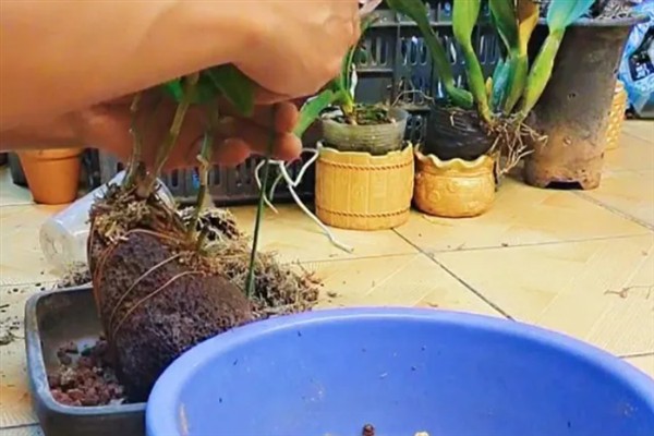 泼墨石斛兰的养殖方法,适宜生长在温暖的环境中