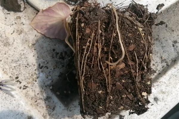 让常春藤爆盆的方法，每天至少提供4小时的光照
