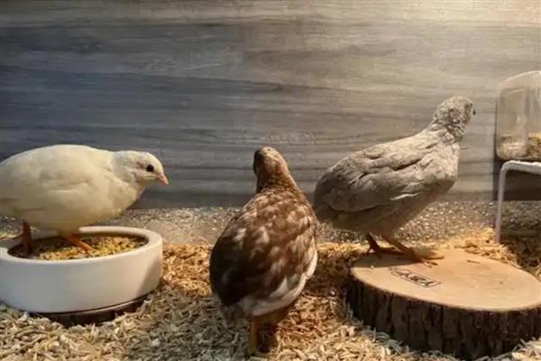 芦丁鸡与鹌鹑的区别是什么，品种、羽色均不同