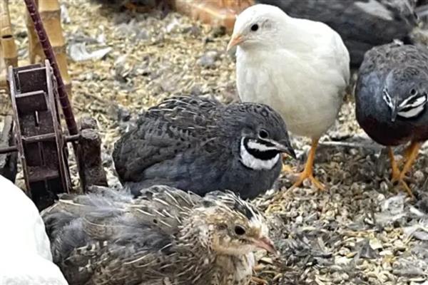 芦丁鸡与鹌鹑的区别是什么，品种、羽色均不同