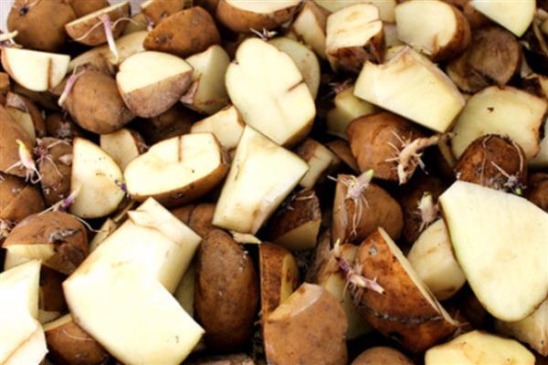 大豆播种前要准备什么，做好翻耕、灌水、除草等工作