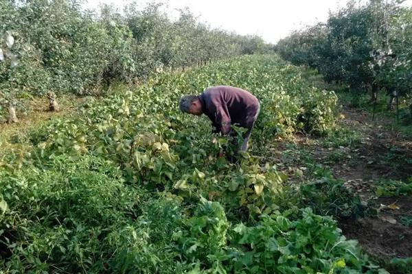 大豆播种前要准备什么，做好翻耕、灌水、除草等工作