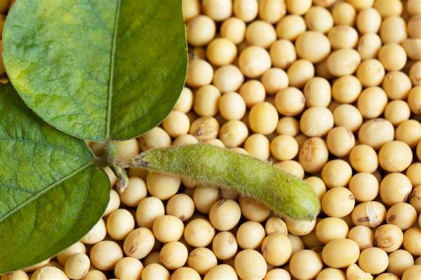 大豆播种前要准备什么，做好翻耕、灌水、除草等工作