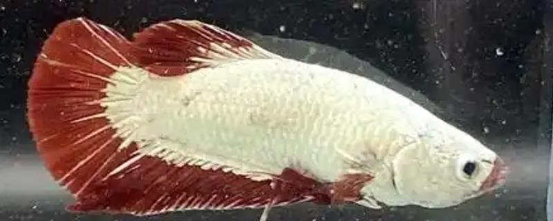 罗汉鱼可以喂小鱼吗，罗汉鱼可以喂小鱼