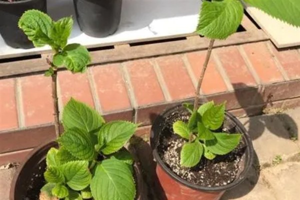绣球花种子如何播种，在播种前需要进行催芽