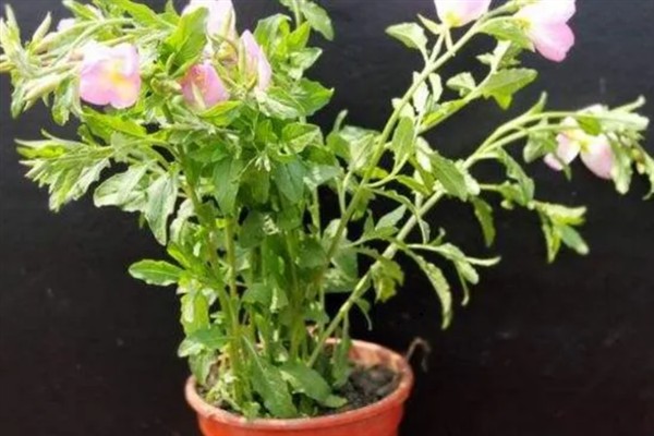 月见草有什么花语，代表沉默的爱、自由的心等含义