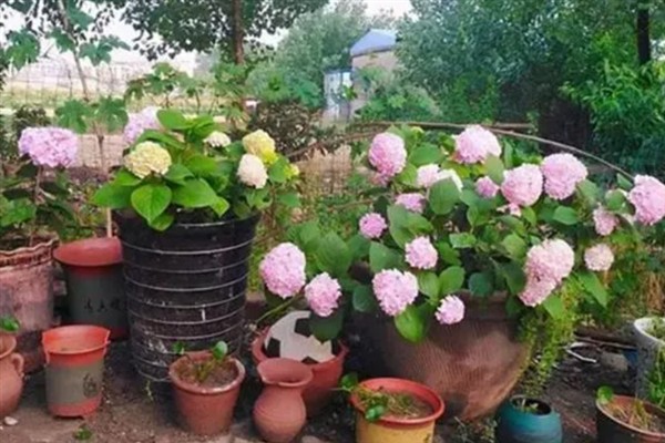 绣球花种子如何播种，在播种前需要进行催芽