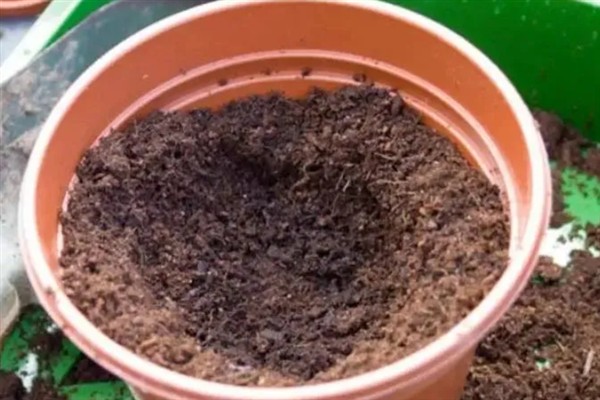 绣球花种子如何播种，在播种前需要进行催芽