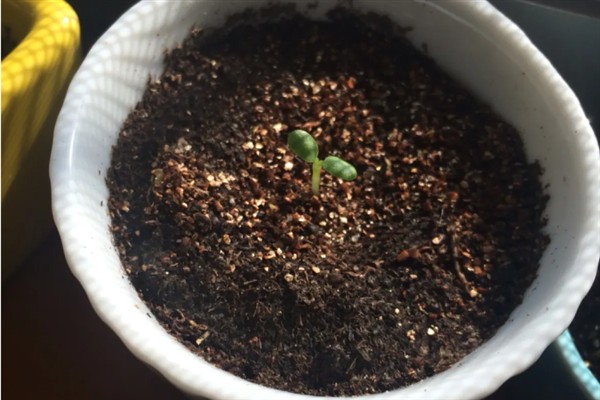 绣球花种子如何播种，在播种前需要进行催芽