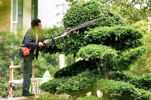 水蜡怎么修剪，将老枝、细弱枝、病枯枝等不良枝条全部疏除