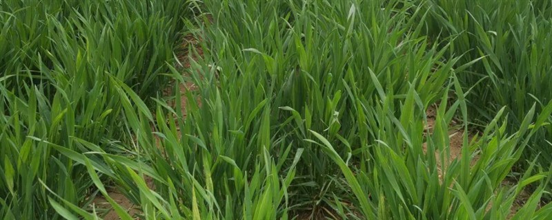 种植矮胖吨小麦的要点，在10月份上中旬播种