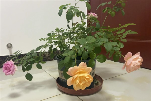 花有什么作用，可以繁殖后代还能观赏